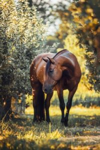 Animal-adulte-période-vie-cheval