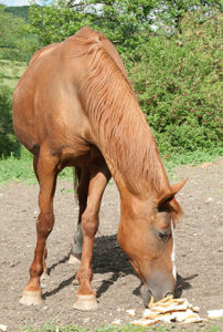 animal-senior-période-vie-cheval-