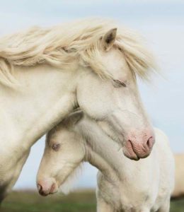 femelle-gestante-période-vie-cheval-motifs-consultation-cheval