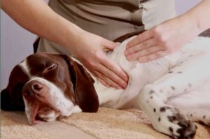 séance ostéopathie canine