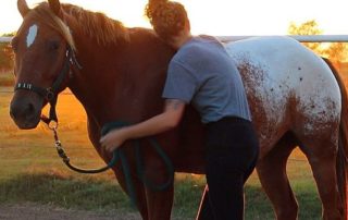 Osteopathie cheval